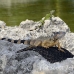 iguana_green_tf_gc_h_0022_cay0939.jpg